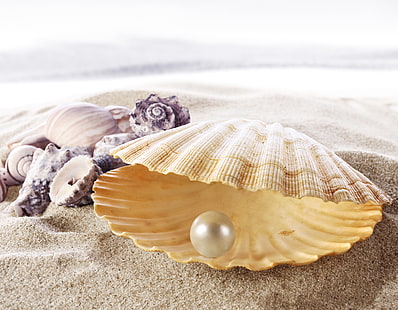 peal e conchiglia, sabbia, mare, spiaggia, conchiglia, riva, conchiglia, perla, perl, Sfondo HD HD wallpaper