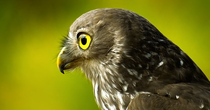 gray and white owlet, bird, prey, beak, eyes, HD wallpaper