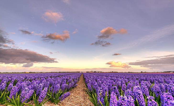 紫色のアイリスの花畑、オランダ語、オランダ語、際限なく、紫色、オランダ語、青い空、アイリス、35mm、D750、ヨーロッパ、HDR、オランダ、オランダ、ニッコール、ニコン、北ホラント、オランダ、ブルーム、ブルーム、雲、花、花畑、花壇、花、風景、lucht、自然、ナトゥール、植物、空、花、夏、青、フィールド、田園風景、農業、春、屋外、ラベンダー、空、自然の美しさ、花、日光、日没、 HDデスクトップの壁紙