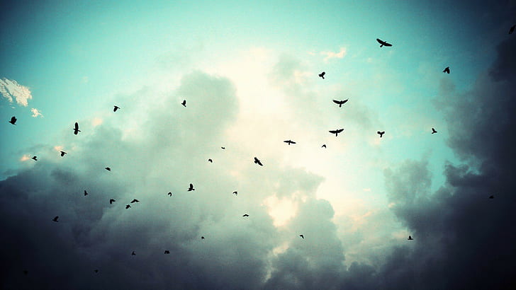 céu, pássaros, voar, tempestade, HD papel de parede