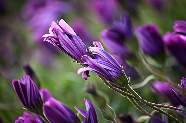 紫色の花のマクロ撮影写真、野の花、マクロ撮影、写真、紫色の花、自然、春、ボケ、レティムノ、クレタ島、φύση、Κρήτη、植物、花、紫、クローズアップ、花の頭、自然の美しさ、花弁、 HDデスクトップの壁紙