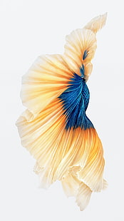 iOS, Ipod, iPad, iPhone, Siamese fighting fish, fish, HD wallpaper HD wallpaper