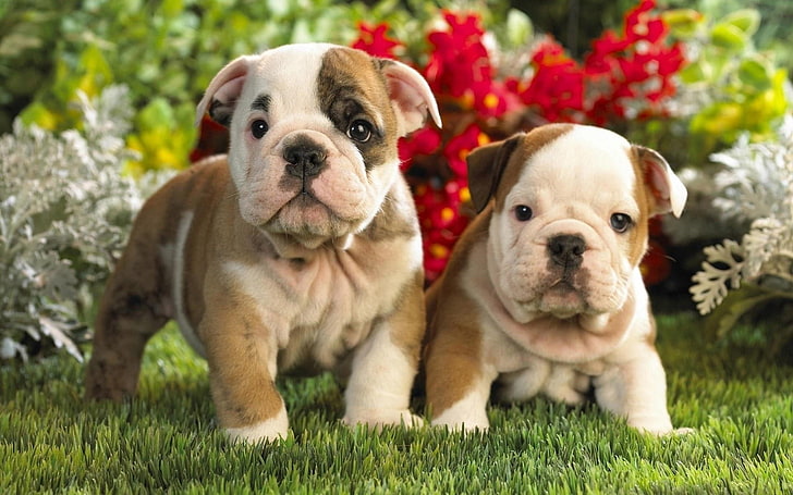 two brown-and-beige puppies, puppies, english bulldog, kids, couple, HD wallpaper