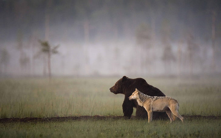 Bear Wolf HD, животни, вълк, мечка, HD тапет