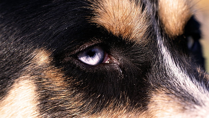 close-up, dog, eye, spotted, HD wallpaper
