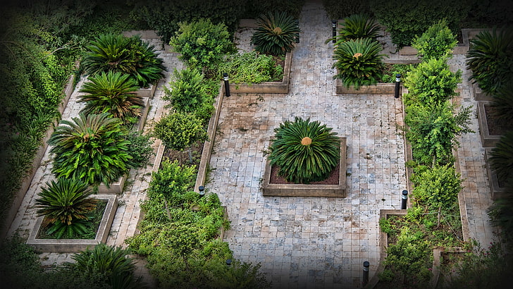 plants, garden, HD wallpaper