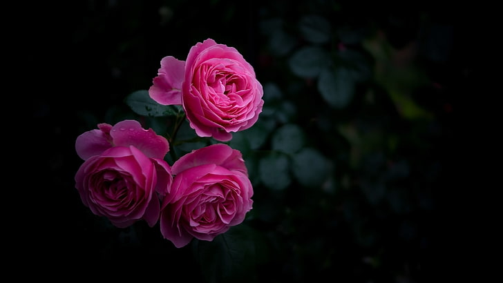цветок, роза, розовый, семейство роз, садовые розы, цветущее растение, крупный план, натюрморт, растение, HD обои