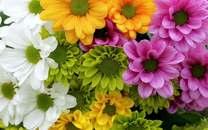 Chrysanthemums Flower Pink White Yellow Green Wallpapers Hd For Computer Tablet Mobile Phones 3840×2400, HD wallpaper
