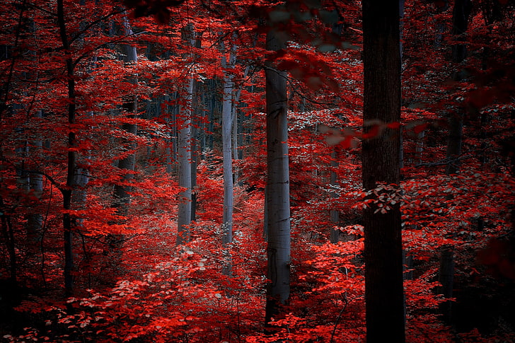 red leafed trees, autumn, forest, leaves, trees, nature, red, Burgundy, crimson, HD wallpaper