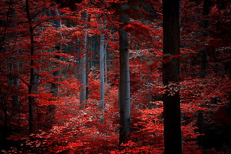 красные лиственные деревья, осень, лес, листья, деревья, природа, красные, бордовые, малиновые, HD обои HD wallpaper