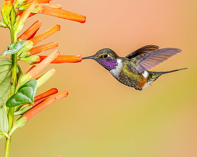 yellow and black humming bird with sniffing flower, yellow, black, humming bird, flower, Purple-throated Woodstar, hummingbird, bird, animal, hovering, wildlife, iridescent, nature, songbird, multi Colored, feather, aviary, beak, flying, HD wallpaper HD wallpaper