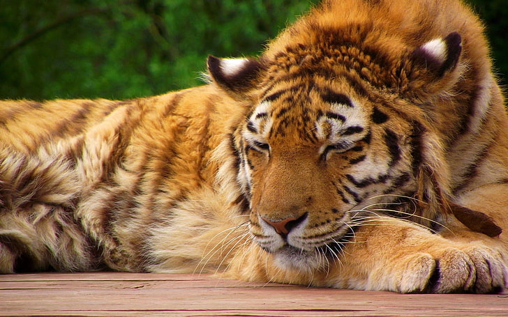 虎の動物、虎、顔、寝ている、横たわっている、大きな猫、 HDデスクトップの壁紙
