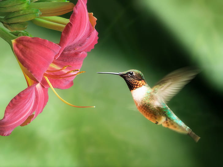 Trochilidae, flower, bird, pink, hummingbird, animals, HD wallpaper