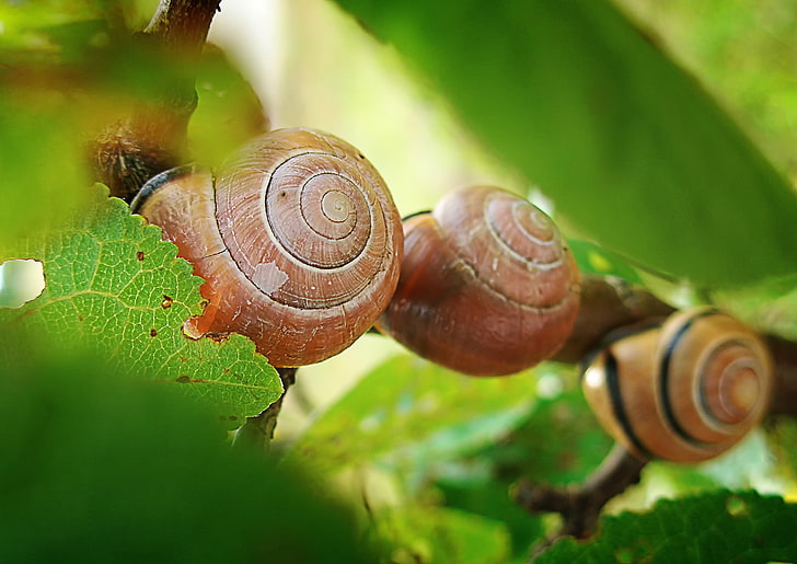 three brown snails, macro, nature, green, summer, snail, animals, depth of field, HD wallpaper