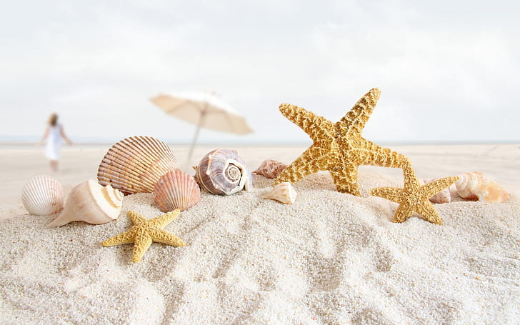 Conchas do mar de verão, concha, areia, praia, HD papel de parede