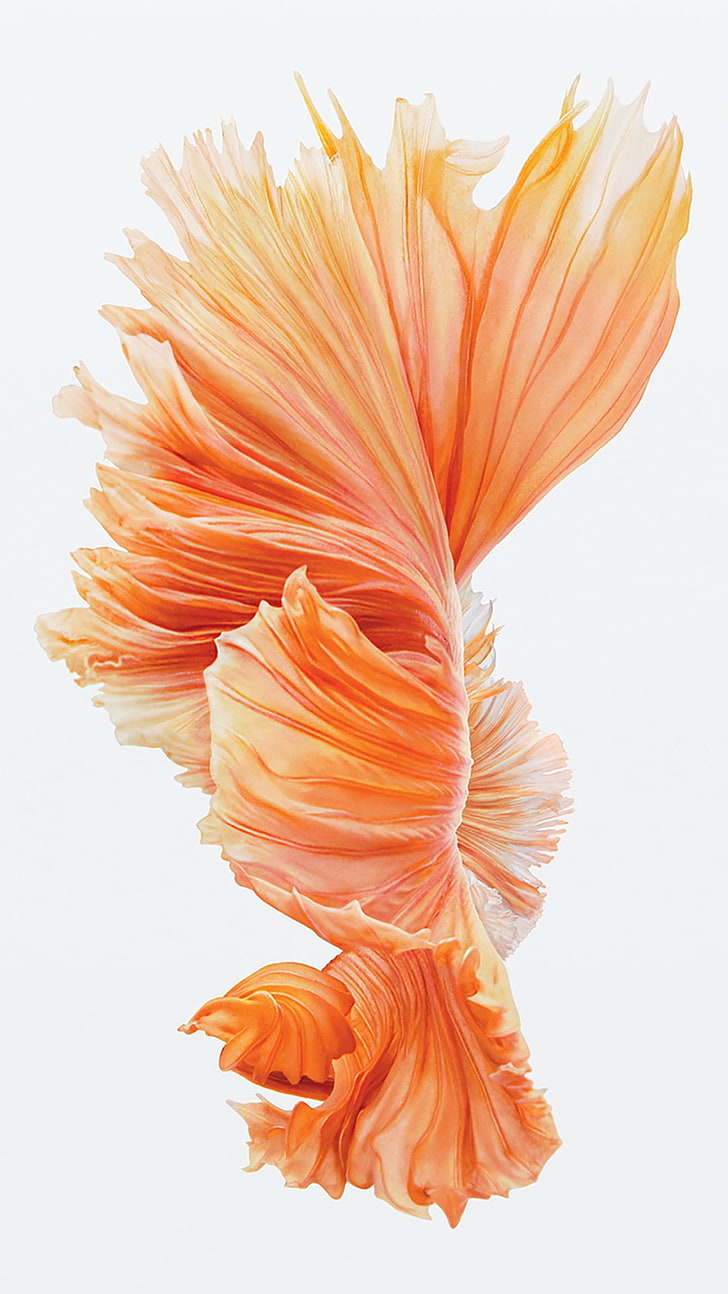 pengaturan bunga oranye dan merah muda, iOS, Ipod, iPad, iPhone, ikan, ikan pertempuran Siam, Wallpaper HD, wallpaper seluler