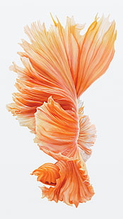 аранжировка на оранжево и розово цвете, iOS, Ipod, iPad, iPhone, риба, сиамски бойни риби, HD тапет HD wallpaper