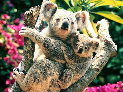coklat dan kucing hitam mainan mewah, alam, hewan, koala, binatang bayi, Wallpaper HD HD wallpaper