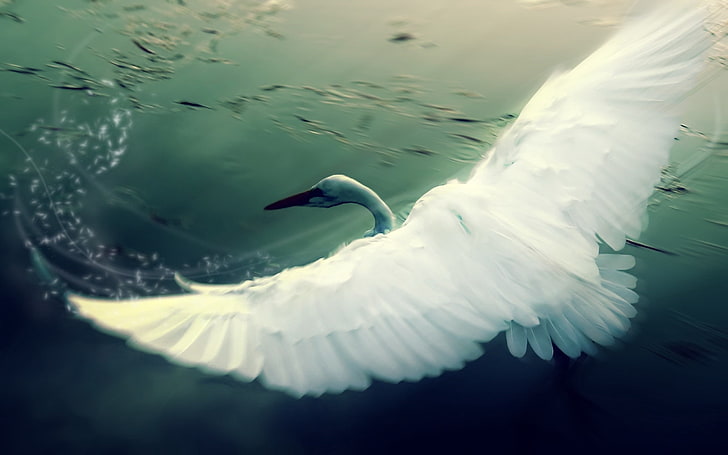 белый гусь, лебедь, вода, крылья, откидная створка, птица, HD обои