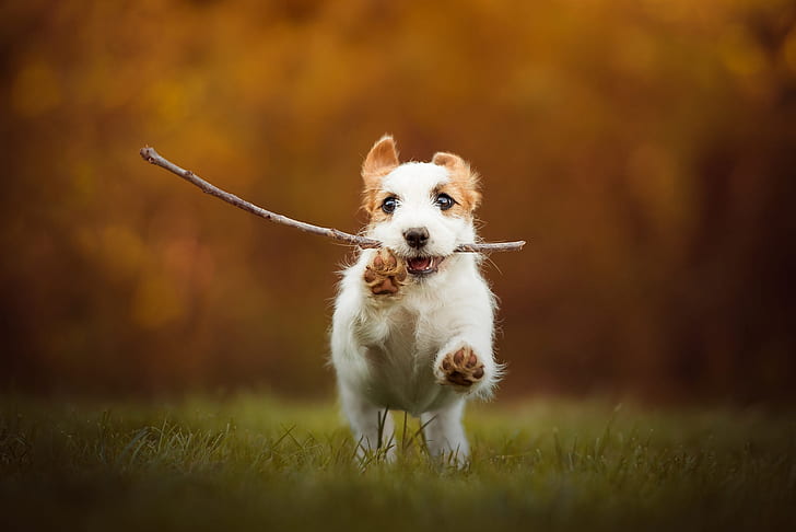 autumn, grass, look, face, joy, orange, pose, sprig, background, jump, glade, dog, positive, paws, baby, running, cute, puppy, walk, ears, bokeh, Milota, sports, Jack Russell Terrier, white with brown, HD wallpaper