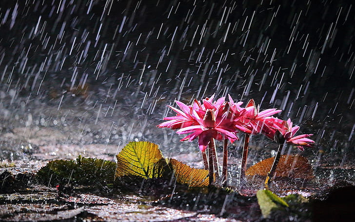 Lili air merah muda dalam hujan lebat, 6 bunga petaled merah muda, Merah muda, Air, Lili, Berat, Hujan, Wallpaper HD