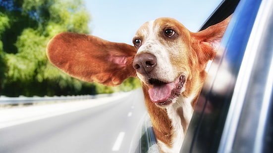 basset hound chien en voiture blague image, Fond d'écran HD HD wallpaper
