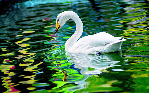 ภาพ Green Lake White Swan 4K HD, วอลล์เปเปอร์ HD HD wallpaper