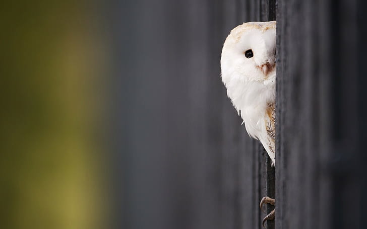 Owl Bird Macro HD, white barn owl, animals, macro, bird, owl, HD wallpaper