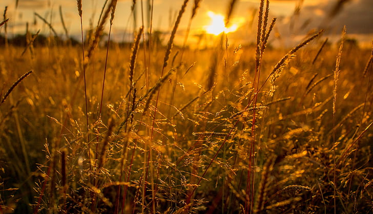 brown grass at sunset, glow, day, brown, grass, sunset, texture, sun light, meadow, mellow, warning, warm, sunshine, nature, yellow, summer, outdoors, sunlight, plant, field, HD wallpaper
