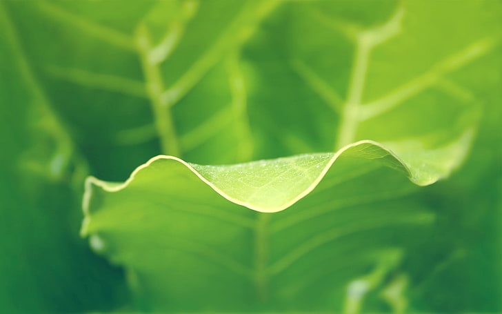 green leaf, leaf, close-up, curve, green, HD wallpaper