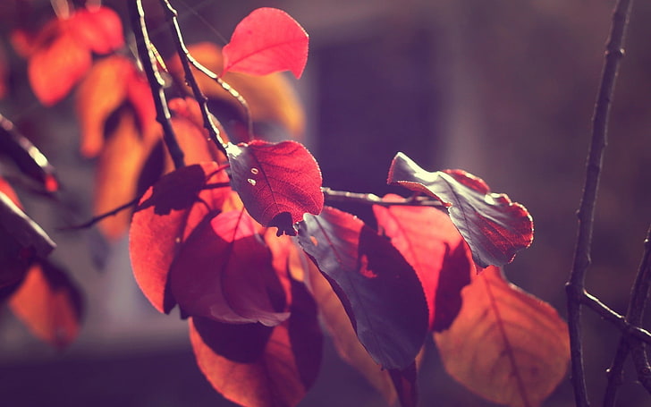 maroon leaves, red leaf tree, macro, leaves, fall, plants, HD wallpaper