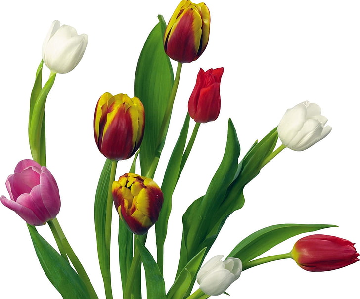 lot de tulipes de couleurs assorties, tulipes, fleurs, coloré, fleur, fond blanc, Fond d'écran HD