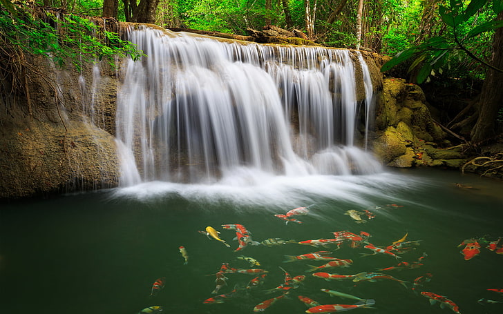 timelapse photographie de cascades, verts, eau, cascade, poissons, carpes, Fond d'écran HD