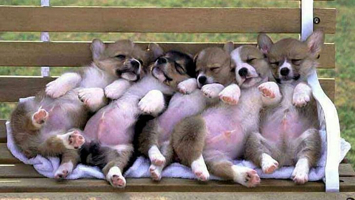 Cute Funny Puppies, gray and black short coat puppies, funny, cute, puppies, animals, HD wallpaper