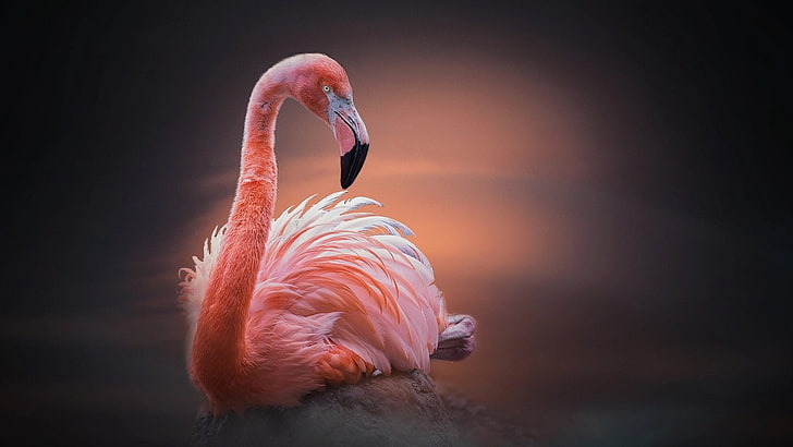 Birds, Flamingo, Bird, Wildlife, HD wallpaper | Wallpaperbetter