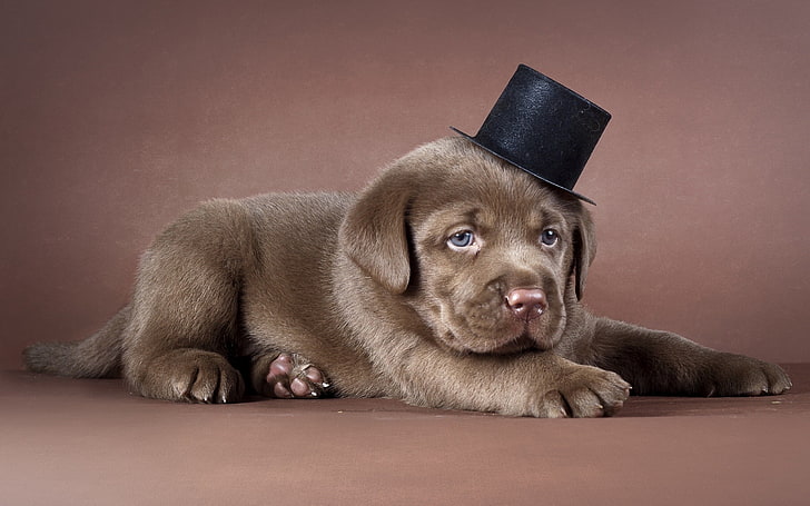 chocolate Labrador retriever puppy, puppy, labrador, hat, dog, HD wallpaper