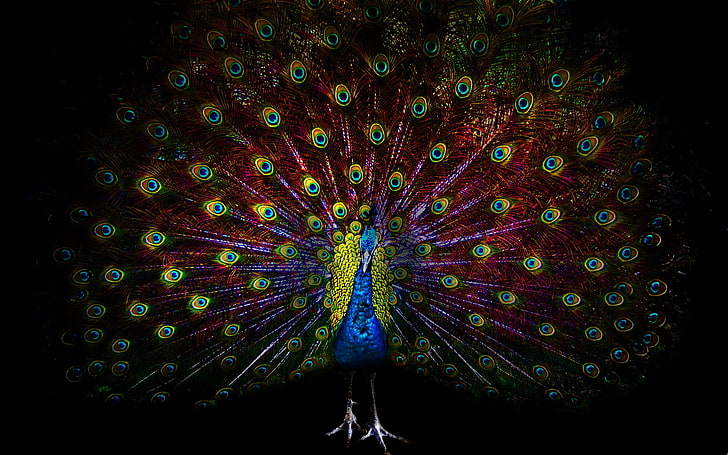 peahen poster, eyes, darkness, bird, feathers, peacock, HD wallpaper
