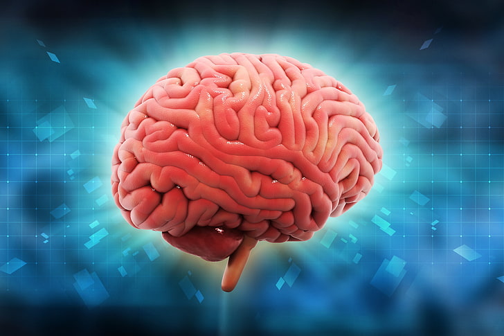 мозък, ум, интелигентност, HD тапет