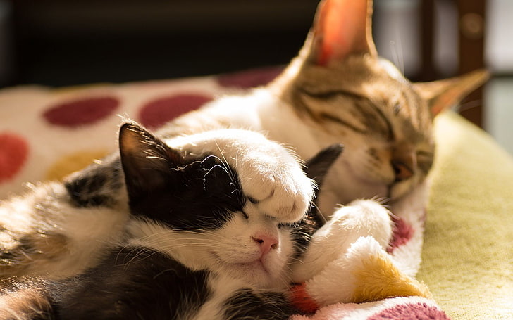แมวขนสั้นสีเทาและสีขาวกับลูกแมวสัตว์แมวกำลังนอนหลับ, วอลล์เปเปอร์ HD