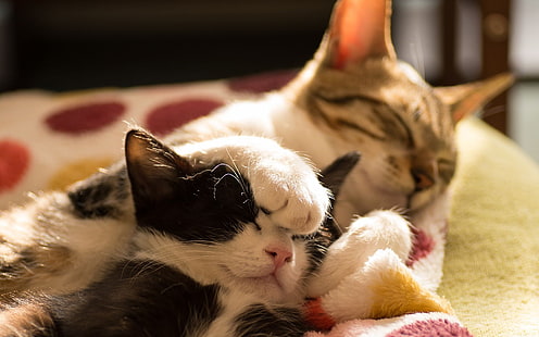 kucing abu-abu dan putih berbulu pendek dengan anak kucing, binatang, kucing, sedang tidur, Wallpaper HD HD wallpaper