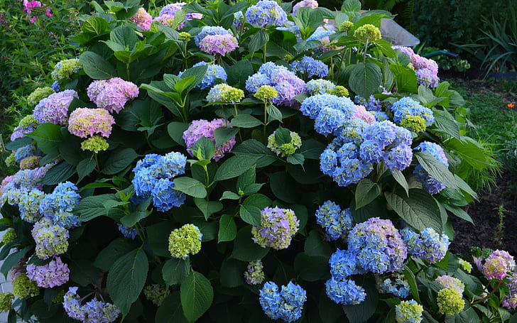 Niebiesko-fioletowe kwiaty, lato, hortensja, niebiesko-żółte i różowe kwiaty, niebieskie, fioletowe, kwiaty, lato, hortensja, Tapety HD