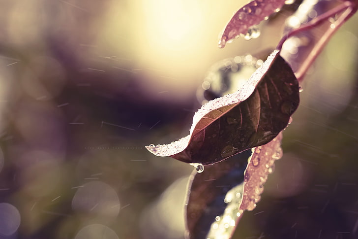 brown leaf, leaves, branches, frost, snow, HD wallpaper