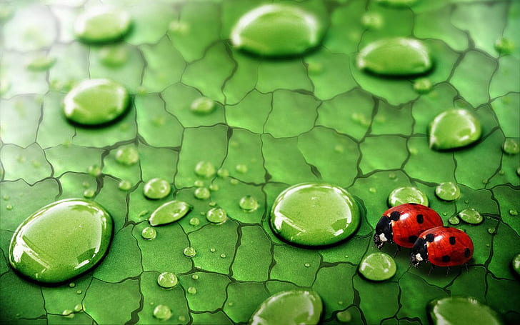 Капки дъжд върху зелени листа и калинка, Капки дъжд, Зелено, Лист, Калинка, HD тапет