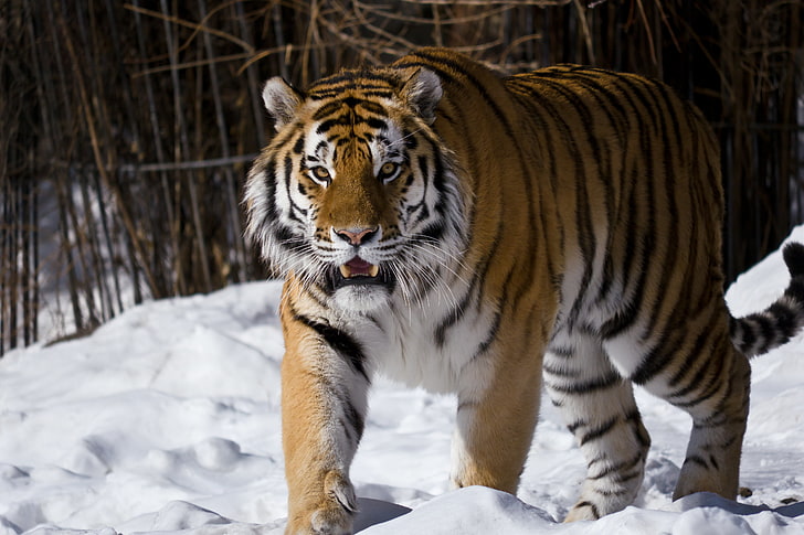tigre marrón, blanco y negro, mira, nieve, el tigre de Amur, el zoológico de Moscú, Fondo de pantalla HD