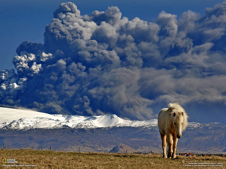 kuda beige, National Geographic, gunung berapi, abu, Islandia, kuda, hewan, Wallpaper HD