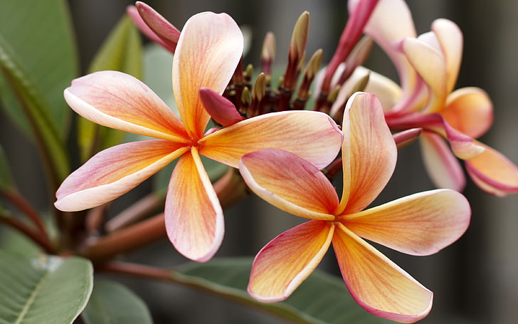 Laden Sie das Wallpaper Plumeria Flower Delicate Orange Color Hd für Ihr Handy und Tablet herunter 3840 × 2400, HD-Hintergrundbild