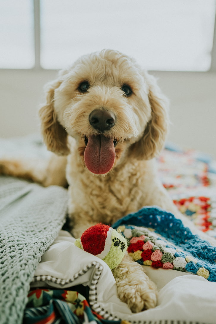 weißer Zwergpudel Welpe, Hund, Maulkorb, hervorstehende Zunge, Augen, HD-Hintergrundbild, Handy-Hintergrundbild