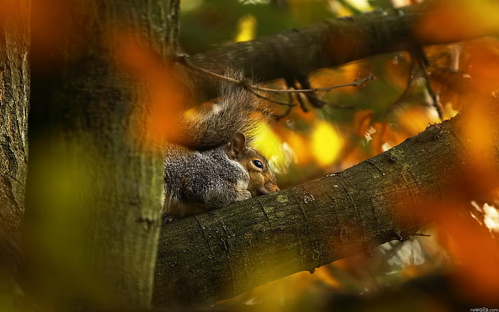 Squirrel HD, animals, squirrel, HD wallpaper
