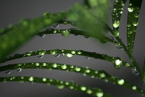 макро фотография на зелено растение с капки роса, макро фотография, зелено растение, роса, капки, природа, птица, отблизо, кафяво, капка, мокро, листа, свежест, зелен цвят, дъждовна капка, вода, растение, дъжд, макро, близо- нагоре, фонове, лято, HD тапет HD wallpaper