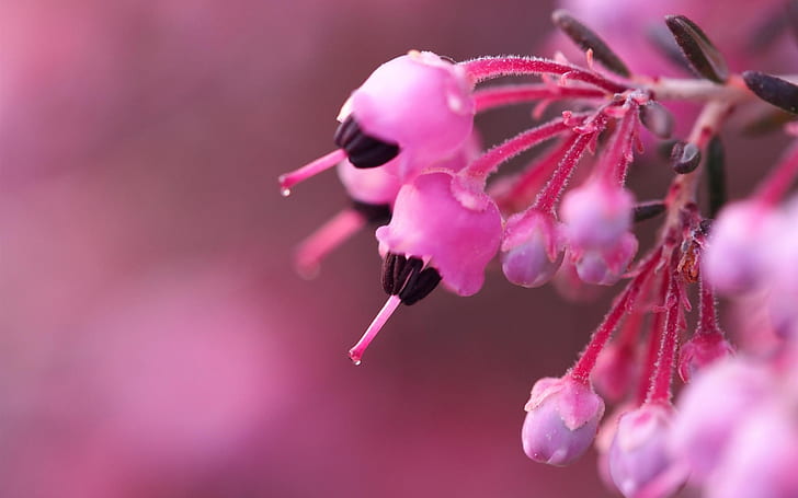 핑크 꽃 꽃, 봄, 핑크, 꽃, 꽃, 봄, HD 배경 화면